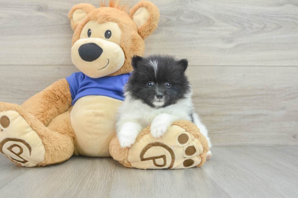 9 week old Pomeranian Puppy For Sale - Pilesgrove Pups