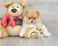 7 week old Pomeranian Puppy For Sale - Pilesgrove Pups
