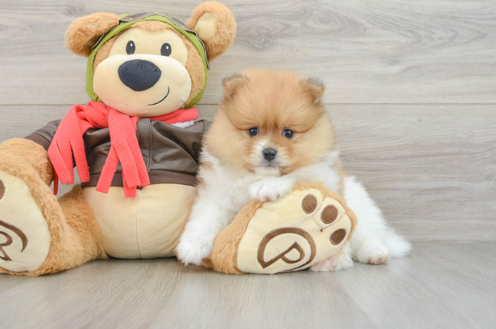 6 week old Pomeranian Puppy For Sale - Pilesgrove Pups