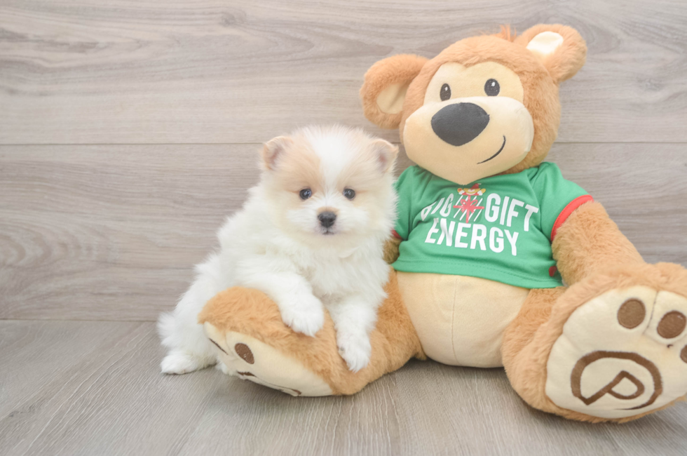 5 week old Pomeranian Puppy For Sale - Pilesgrove Pups