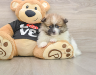 8 week old Pomeranian Puppy For Sale - Pilesgrove Pups