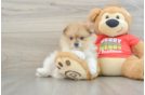 Pomeranian Pup Being Cute