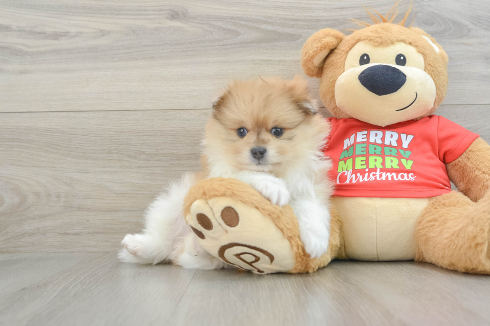 Pomeranian Pup Being Cute