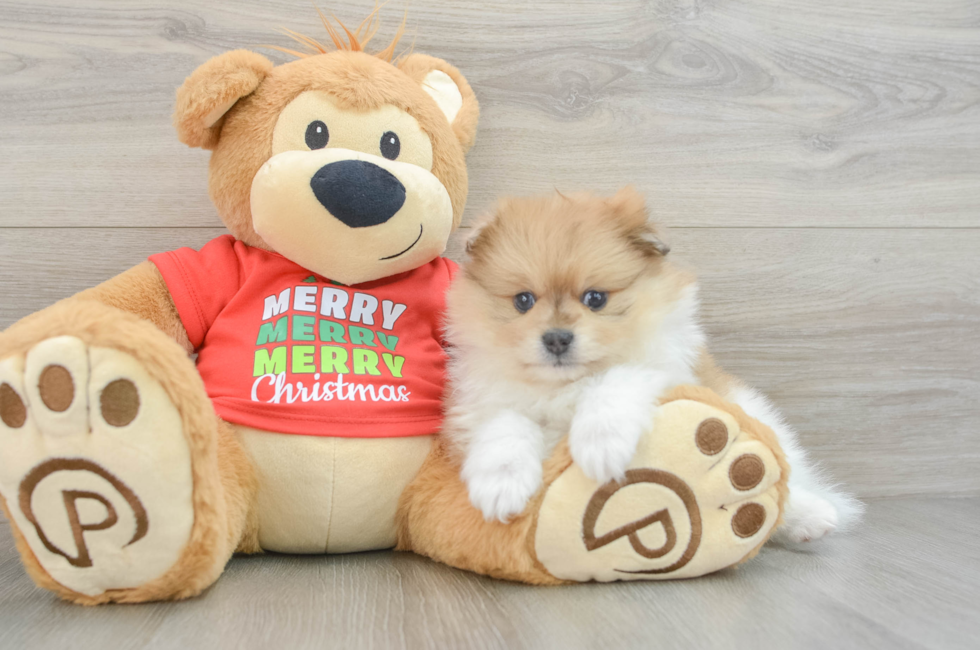 6 week old Pomeranian Puppy For Sale - Pilesgrove Pups