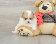 7 week old Pomeranian Puppy For Sale - Pilesgrove Pups
