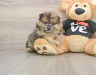 8 week old Pomeranian Puppy For Sale - Pilesgrove Pups