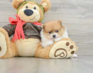7 week old Pomeranian Puppy For Sale - Pilesgrove Pups