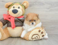 7 week old Pomeranian Puppy For Sale - Pilesgrove Pups