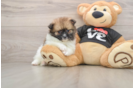 Pomeranian Pup Being Cute