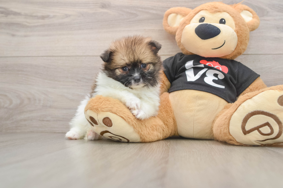 Pomeranian Pup Being Cute