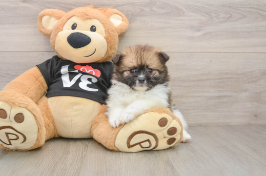 Pomeranian Pup Being Cute