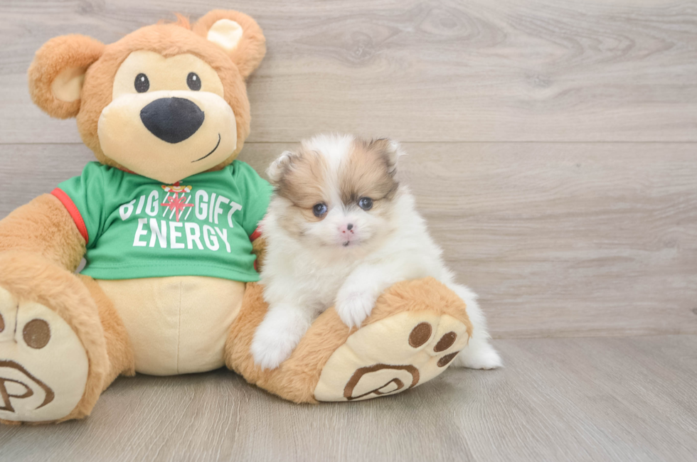 5 week old Pomeranian Puppy For Sale - Pilesgrove Pups