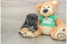 Friendly Pomeranian Baby