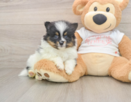 9 week old Pomeranian Puppy For Sale - Pilesgrove Pups