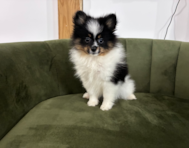 11 week old Pomeranian Puppy For Sale - Pilesgrove Pups