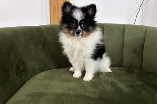 Cute Deutscher Spitz Purebred Puppy