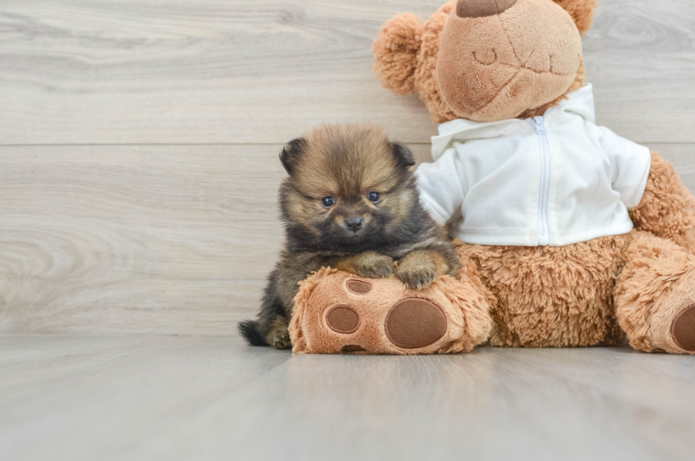 7 week old Pomeranian Puppy For Sale - Pilesgrove Pups