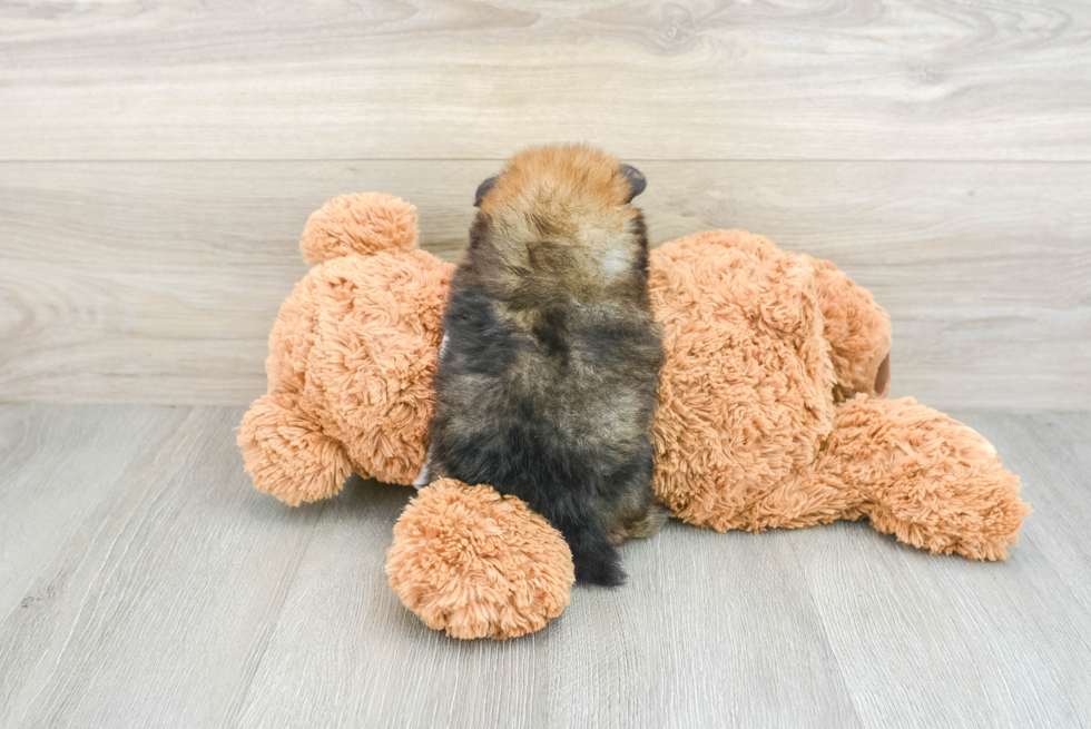 Pomeranian Puppy for Adoption