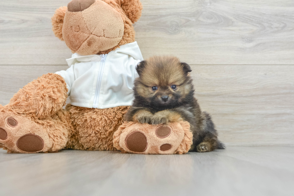 Best Pomeranian Baby