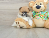 8 week old Pomeranian Puppy For Sale - Pilesgrove Pups