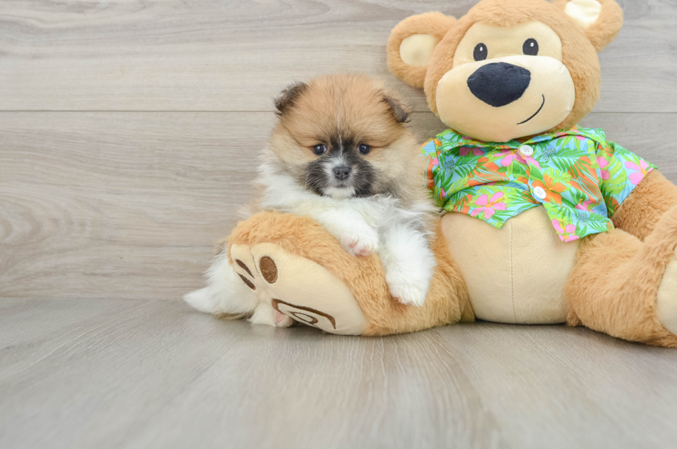 6 week old Pomeranian Puppy For Sale - Pilesgrove Pups