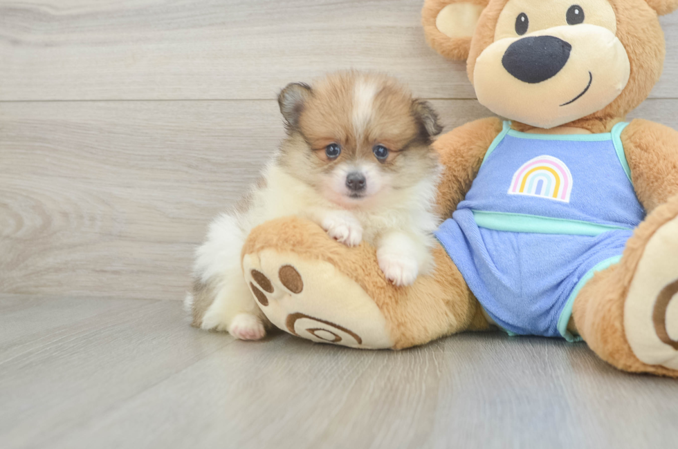 6 week old Pomeranian Puppy For Sale - Pilesgrove Pups
