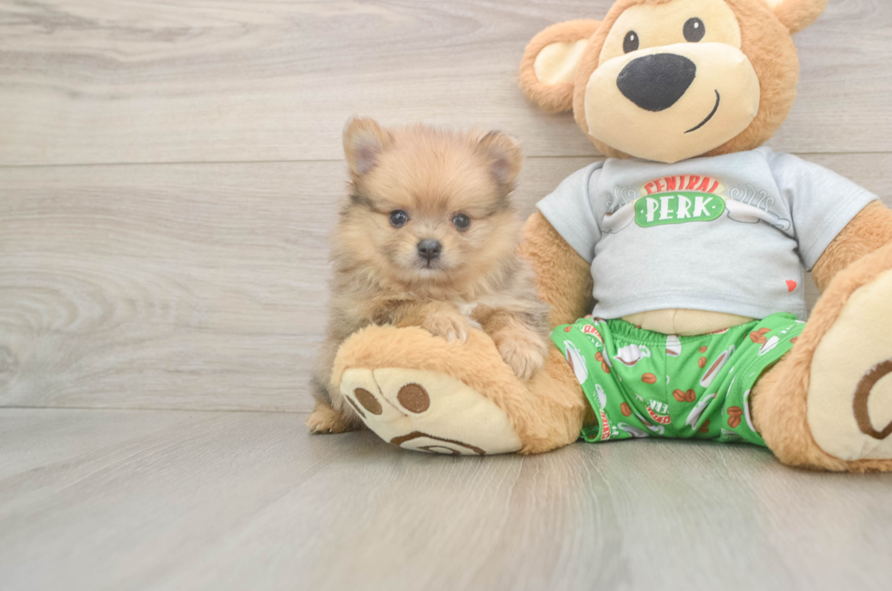 6 week old Pomeranian Puppy For Sale - Pilesgrove Pups