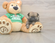 6 week old Pomeranian Puppy For Sale - Pilesgrove Pups
