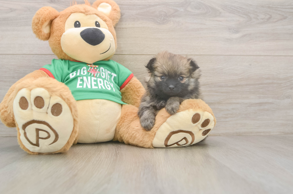 6 week old Pomeranian Puppy For Sale - Pilesgrove Pups