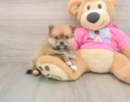 8 week old Pomeranian Puppy For Sale - Pilesgrove Pups
