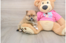 Fluffy Dwarf Spitz Purebred Puppy
