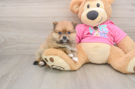 Fluffy Dwarf Spitz Purebred Puppy