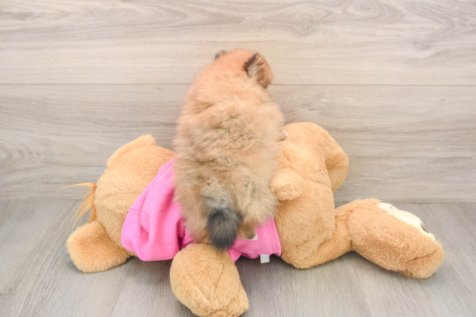Funny Pomeranian Purebred Pup
