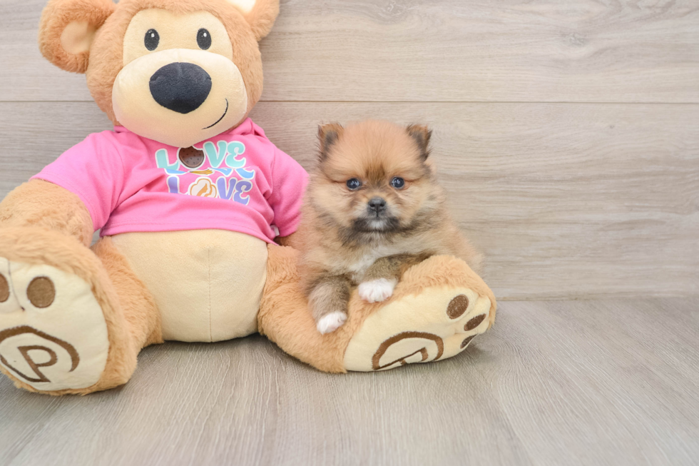 Friendly Pomeranian Baby