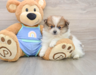 8 week old Pomeranian Puppy For Sale - Pilesgrove Pups