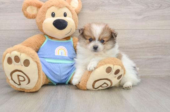 Popular Pomeranian Baby
