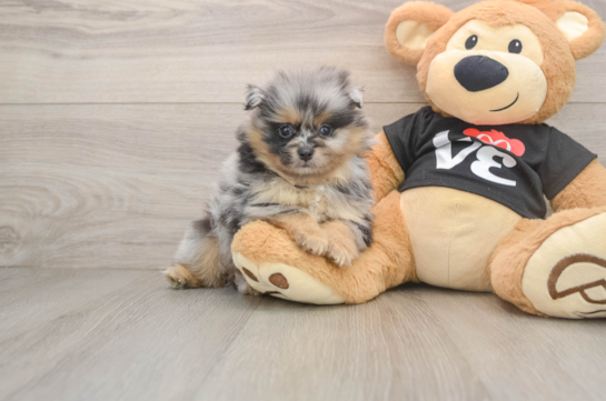 LARGO, a Pomeranian littermate