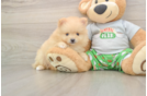 Pomeranian Puppy for Adoption