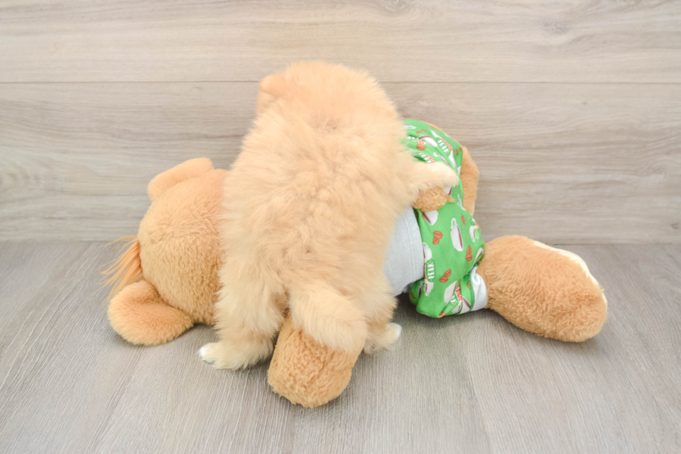 Friendly Pomeranian Purebred Pup