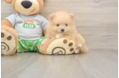 Cute Pom Dog Purebred Puppy