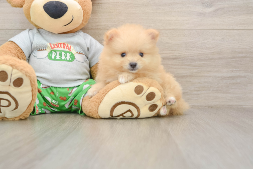 Cute Pom Dog Purebred Puppy