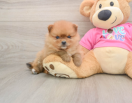 10 week old Pomeranian Puppy For Sale - Pilesgrove Pups