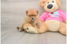 Popular Pomeranian Purebred Pup