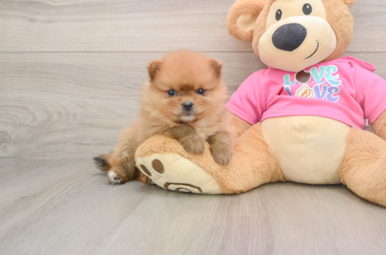 Popular Pomeranian Purebred Pup