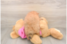 Popular Pomeranian Purebred Pup