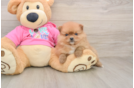 Hypoallergenic Pomeranian Purebred Pup