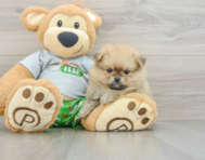8 week old Pomeranian Puppy For Sale - Pilesgrove Pups