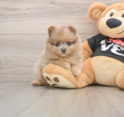 8 week old Pomeranian Puppy For Sale - Pilesgrove Pups