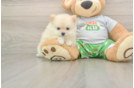 Pomeranian Pup Being Cute