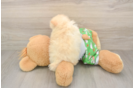 Popular Pomeranian Purebred Pup